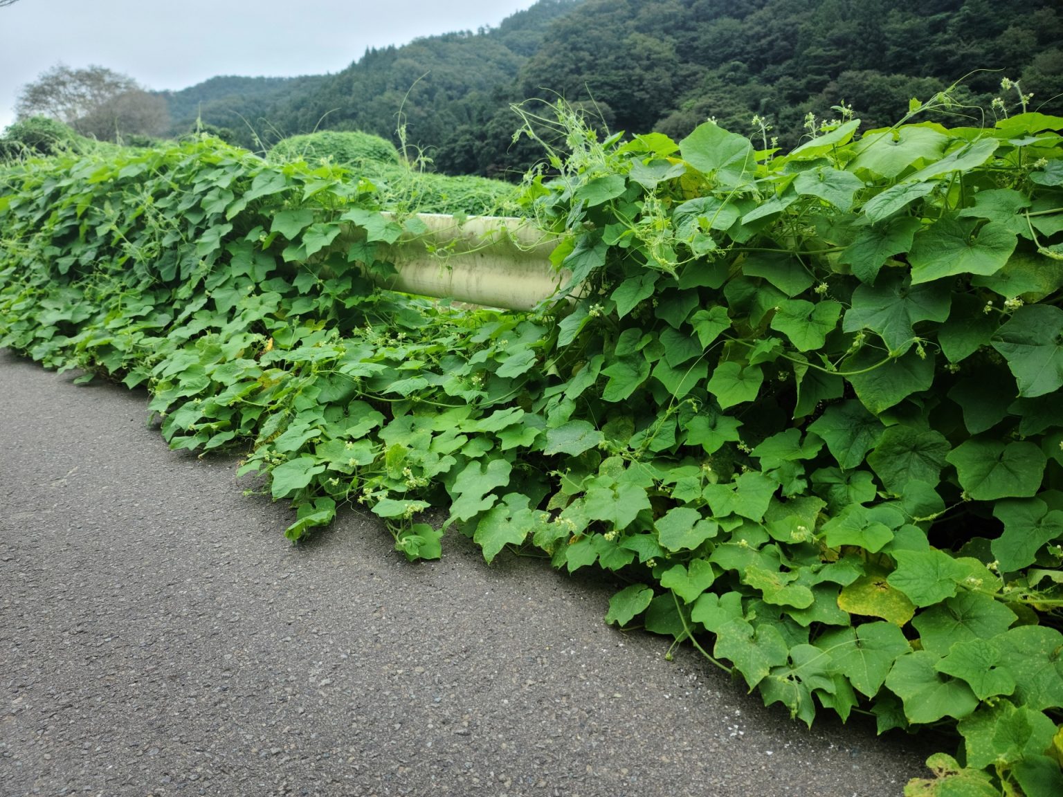 つる草の増殖を防止！手軽にできる駆除と予防方法 - きしかん園芸｜大阪を中心に活動する草刈り・芝刈り・伐採業者です